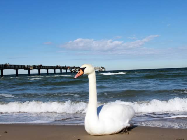 schwan